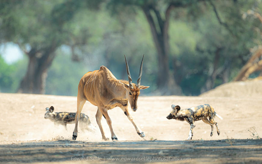 Wildlife image from photo safari with edward selfe safaris.