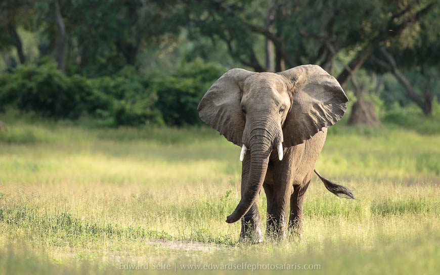 Wildlife image on photo safari with edward selfe in south luangwa national park.