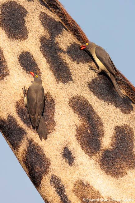 Image from exclusive luangwa photo safari by edward selfe