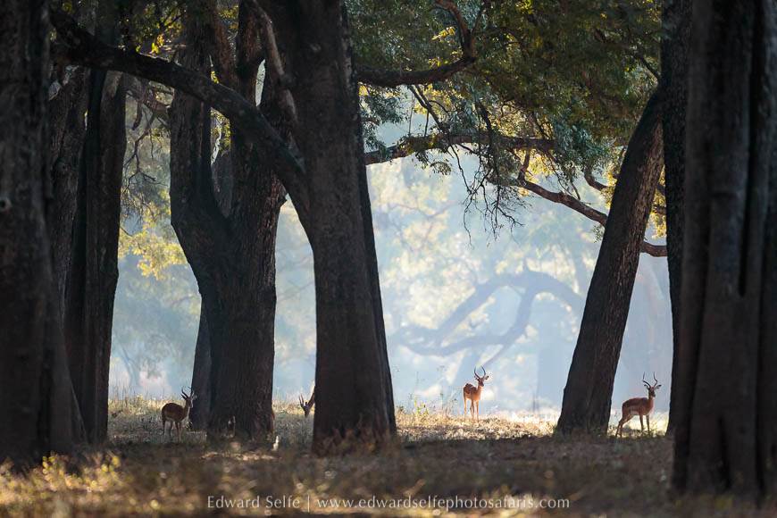 Wildlife image from a photo safari with edward selfe.