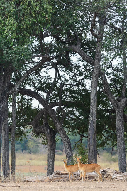 Wildlife image from photo safari with edward selfe in south luangwa national park.
