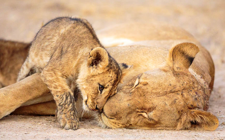 Wildlife image from photo safari with edward selfe safaris.