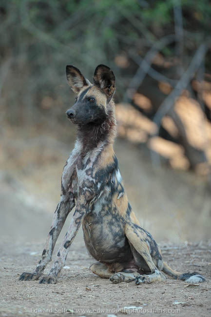 Wildlife image from photo safari with edward selfe in south luangwa national park.