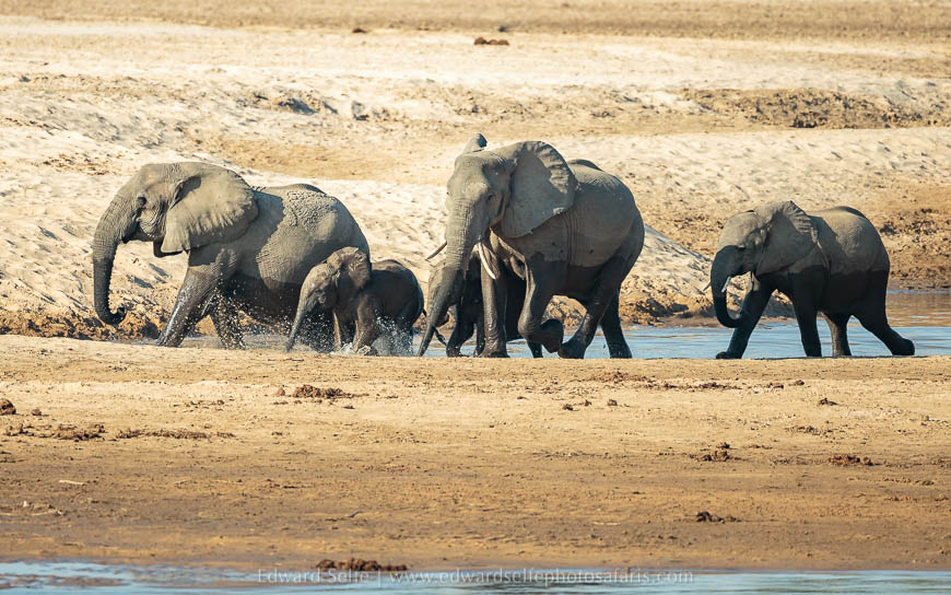 Wildlife image from photo safari with edward selfe in south luangwa national park.