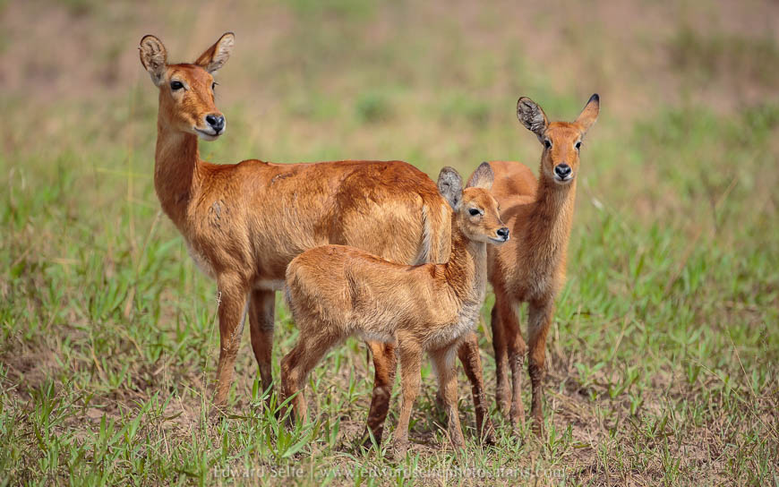 Wildlife image from photo safari in south luangwa with edward selfe.