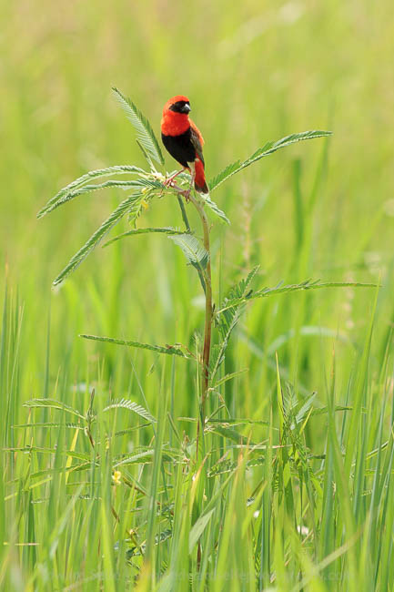 A Southern Red Bishop in the South Luangwa National Park
