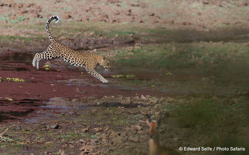 Wildlife image by edward selfe as part of a sequence leopard jumping across channel.