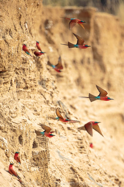 Wildlife image from photo safari with edward selfe in south luangwa national park.
