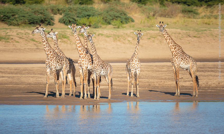 Toying with the idea of crossing the river, a group of Thornicrofts Giraffe gather near the waters edge.