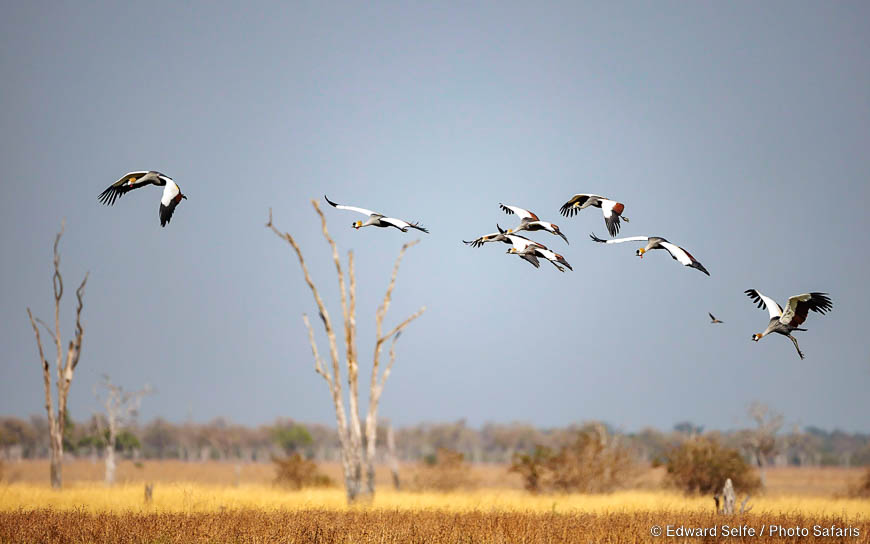 Wildlife image of a bird by edward selfe from photo safari in zambia.