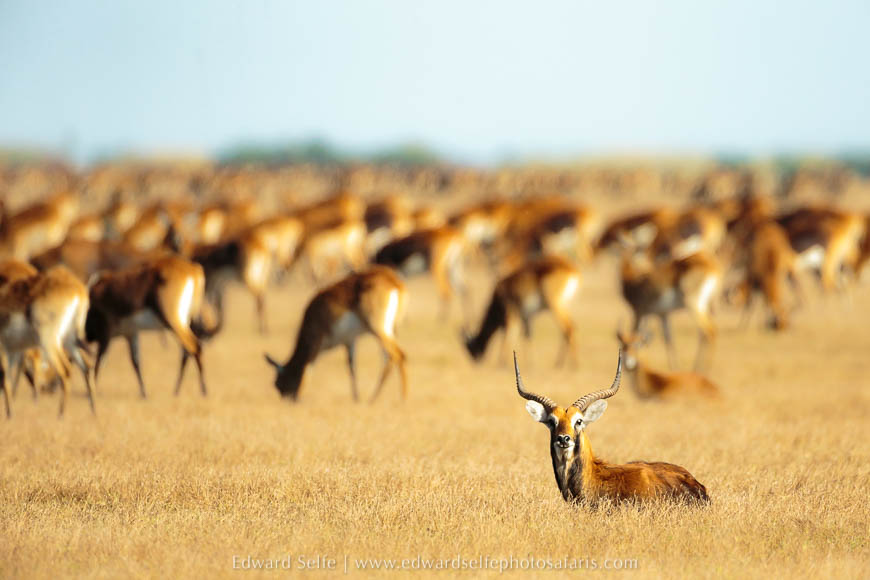 Wildlife image from a photo safari with edward selfe.