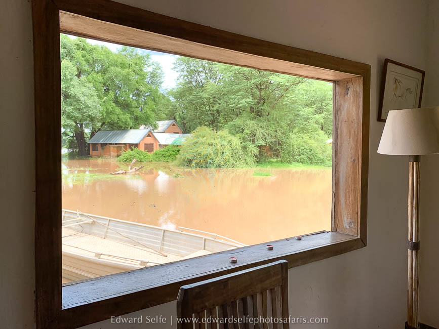 Wildlife image from the flooded luangwa by edward selfe.