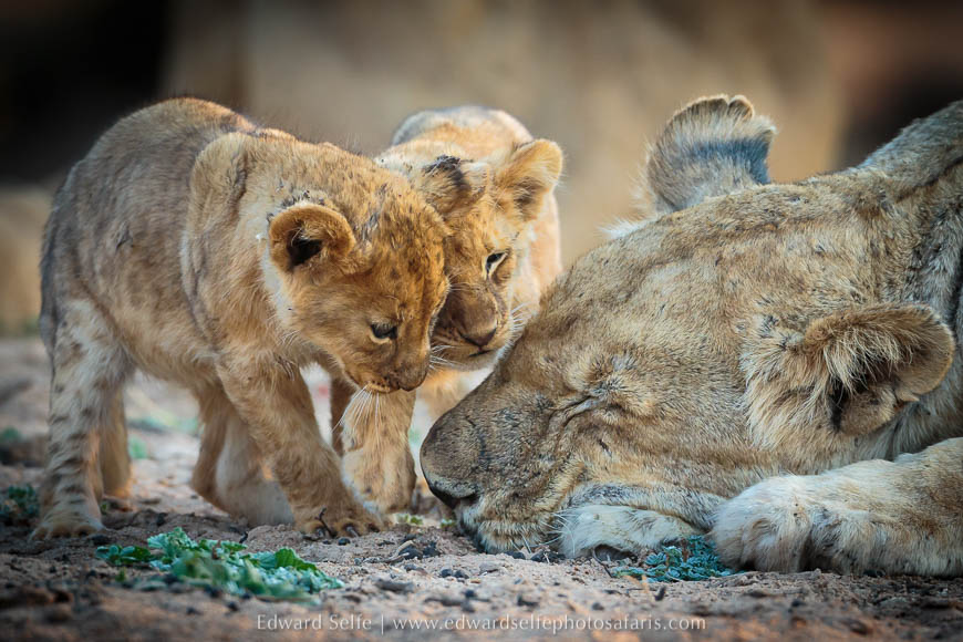 Wildlife image from a photo safari with edward selfe.