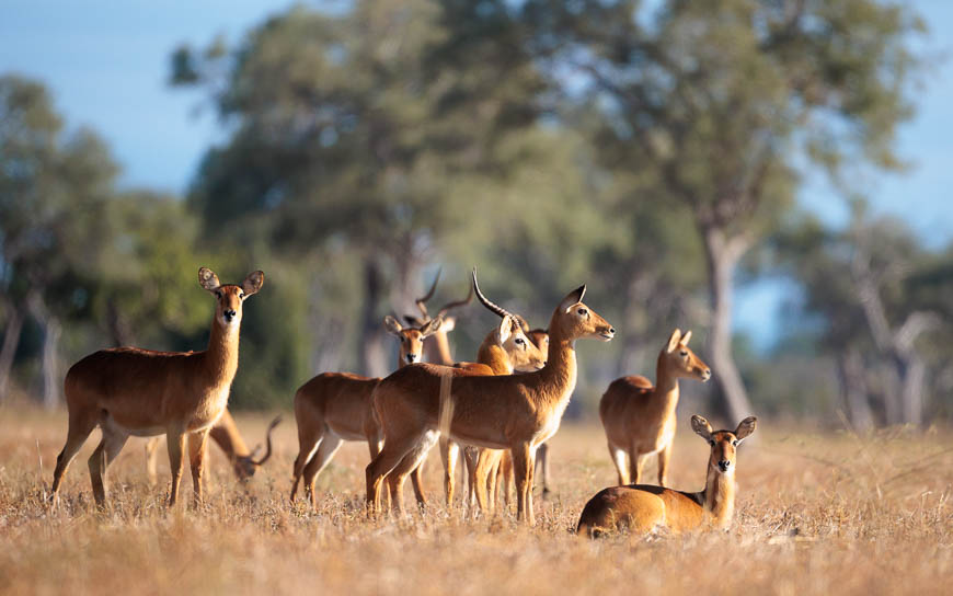 Images of wildlife from photo safari with edward selfe in south luangwa.