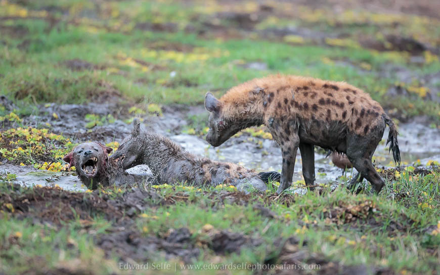 Wildlife image from photo safari with edward selfe in south luangwa national park.