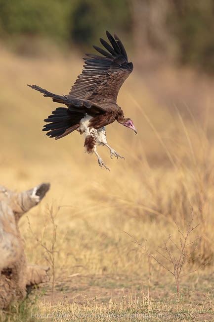 Hooded vulture lands on photo safari with edward selfe in south luangwa national park.