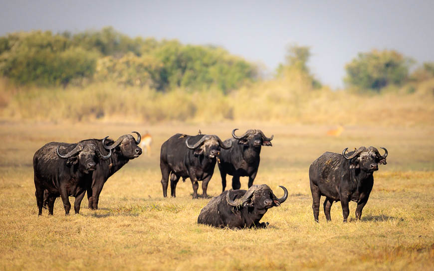 Images of wildlife from photo safari with edward selfe in zambia.