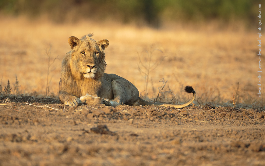 Golden light on a 5-year-old male lion in South Luangwa.