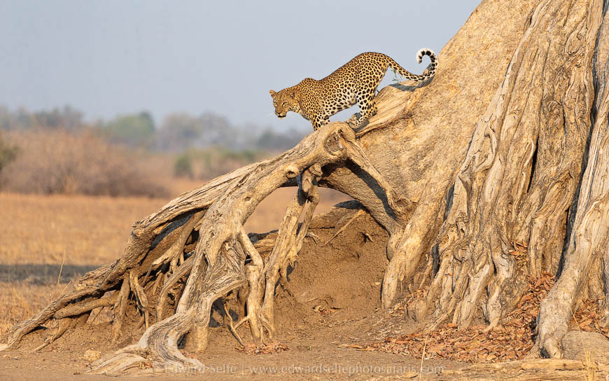 Wildlife image from photo safari with edward selfe safaris.