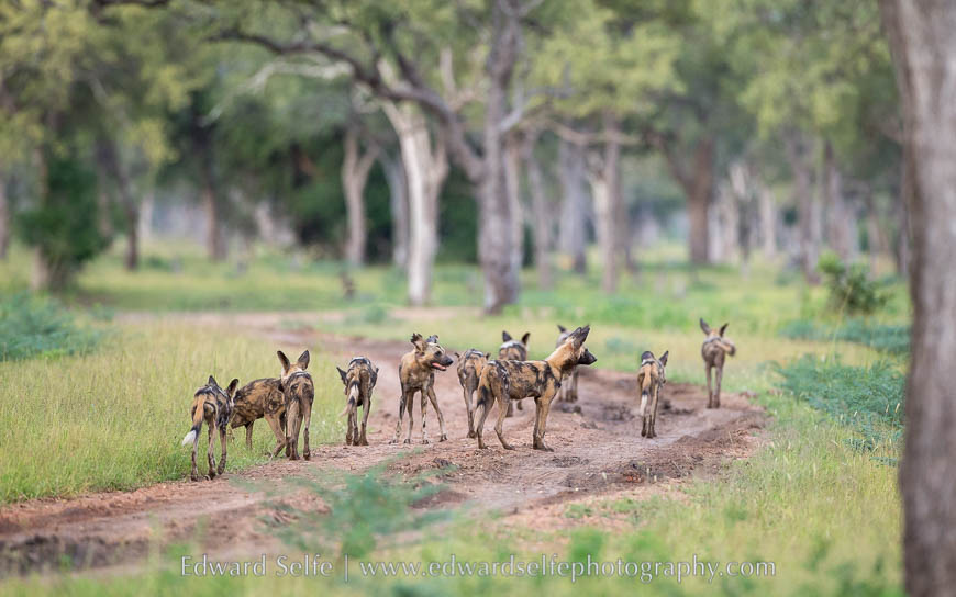 A pack of wild dogs meanders down the road through riverine forest in South Luangwa National Park