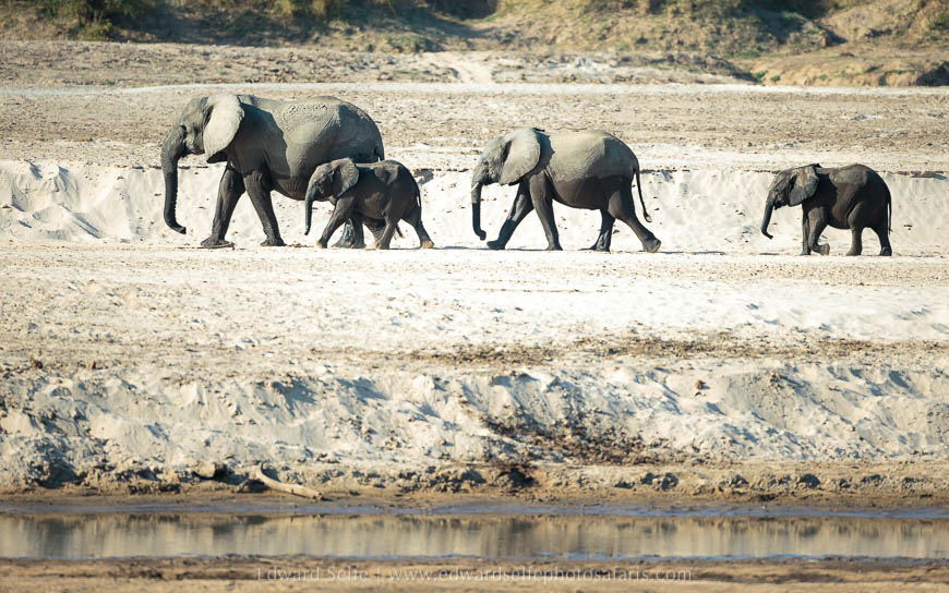Wildlife image from photo safari with edward selfe in south luangwa national park.