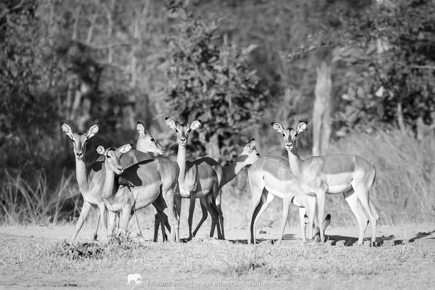 A group of impalas stand alert in South Luangwa National Park.