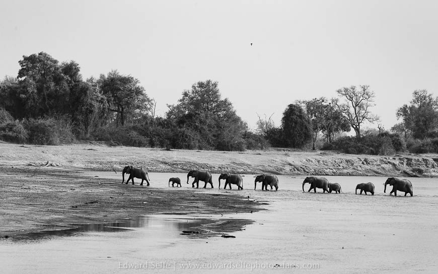 Wildlife image from photo safari with edward selfe in south luangwa national park.