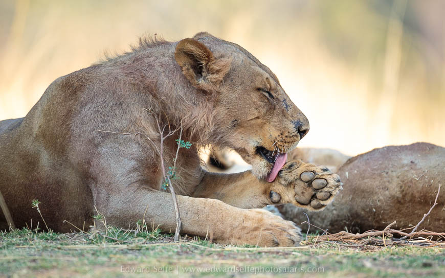 Wildlife image from photo safari with edward selfe in south luangwa national park.