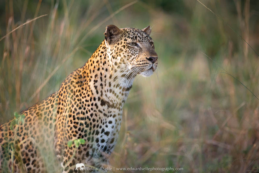 A view of a leopard during a photo safari with Edward Selfe in South Luangwa National Park