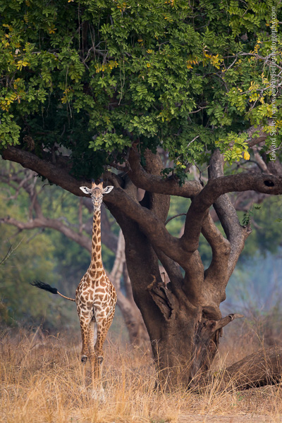 An alert giraffe looks at the camera from under the canopy of a Sausage tree.