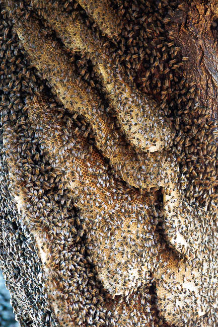 Images of wildlife from photo safari with edward selfe in the nsefu sector.