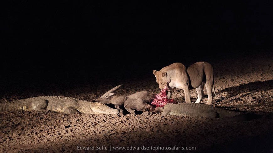 Wildlife image from photo safari with edward selfe in south luangwa national park.