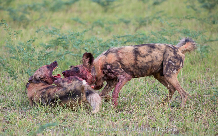 An adult wild dog disciplines another adult dog in South Luangwa National Park