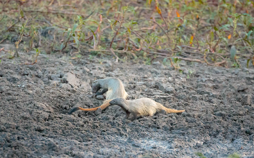 Wildlife image from photo safari with edward selfe safaris.