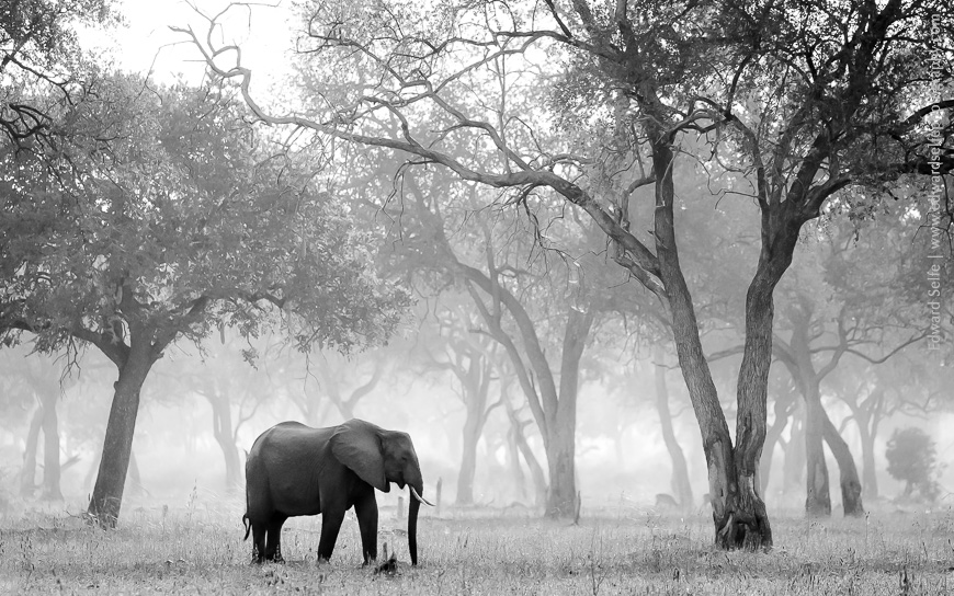 A lone elephant feeds on short shrubs in the munga woodland of South Luangwa National Park.