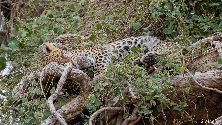 Wildlife image by Sharon Magin from photo safari in Zambia with Edward Selfe.