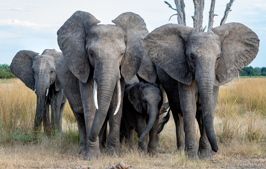 A tight herd of elephants in South Luangwa National Park.