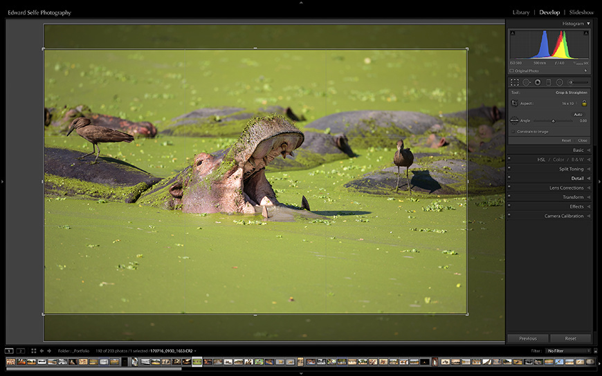 Hippos and hammerkops in South Luangwa.