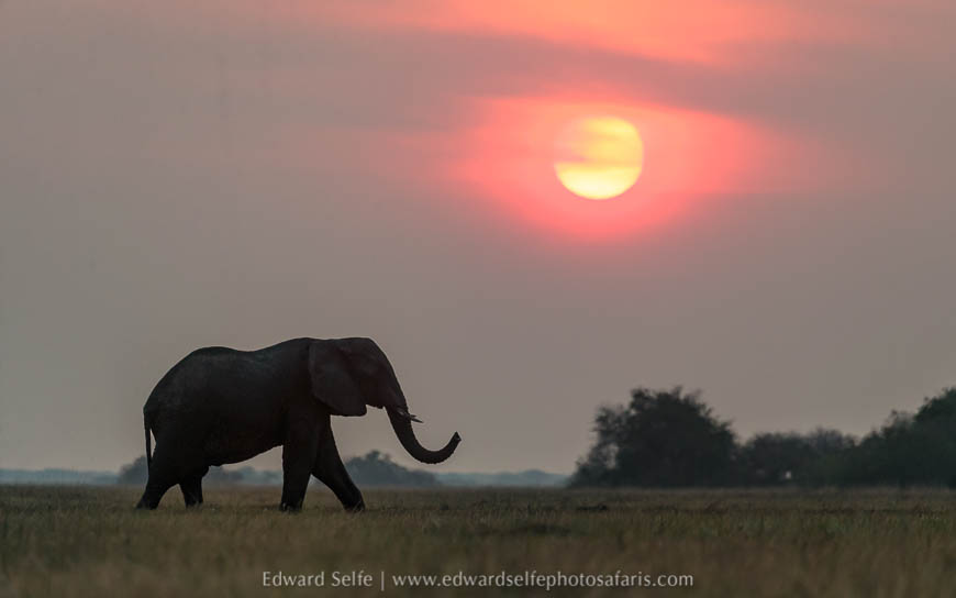 Wildlife image from a photo safari with edward selfe.