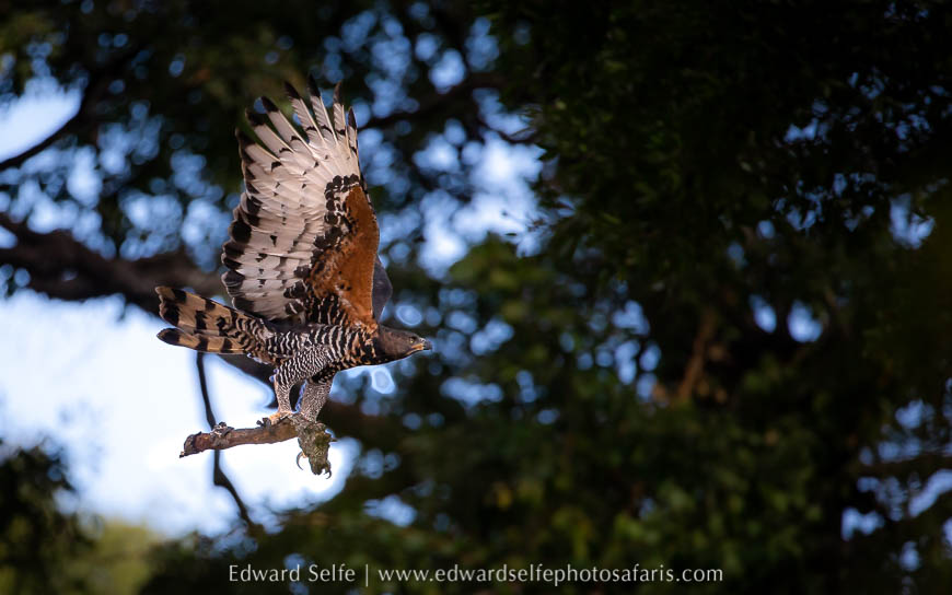 Wildlife image from photo safari with edward selfe.