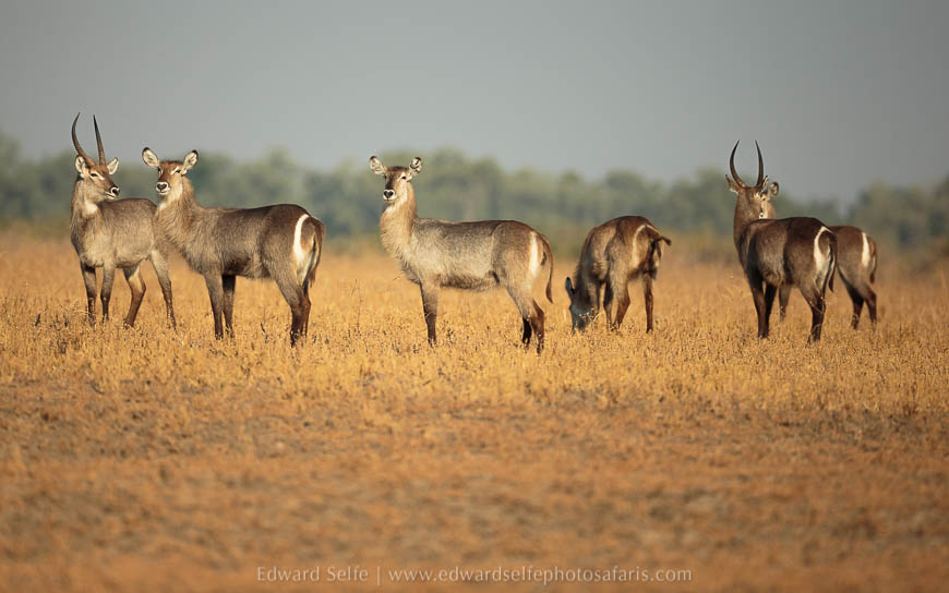 Wildlife image from photo safari with edward selfe in south luangwa national park.