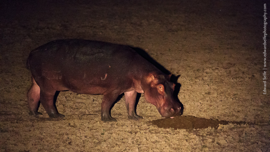 A hippo investigates - and then eats - the gut contents of a Waterbuck that had been recently killed by lions.