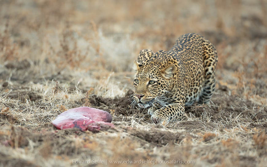 Leopard watching a hyaena on photo safari in south luangwa national park.