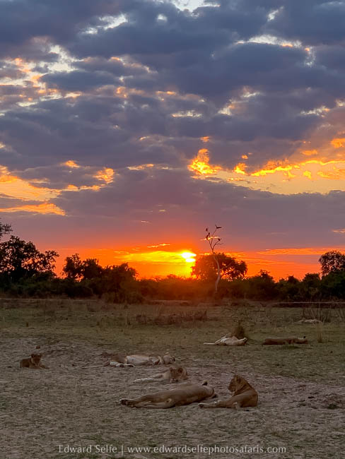 Wildlife image from a photo safari with edward selfe.