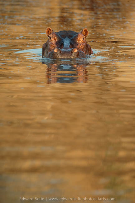Wildlife image on photo safari with edward selfe in south luangwa national park.