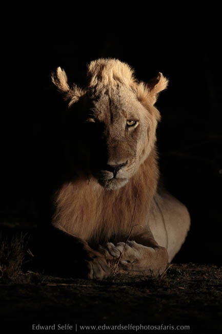 Wildlife image from photo safari with edward selfe in south luangwa national park.