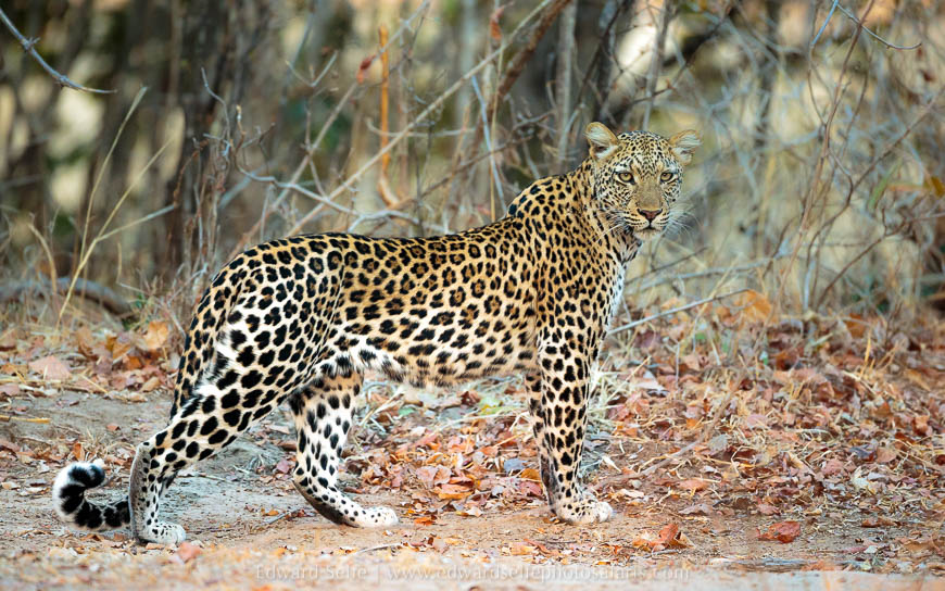 Wildlife image from photo safari with edward selfe in south luangwa national park.