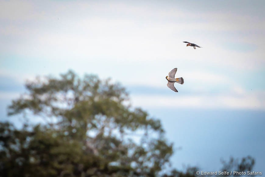 Wildlife image of a bird by edward selfe from photo safari in zambia.