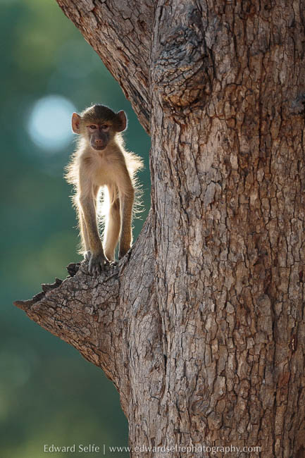 Baboon in a tamarind tree on photo safari in South Luangwa National Park.