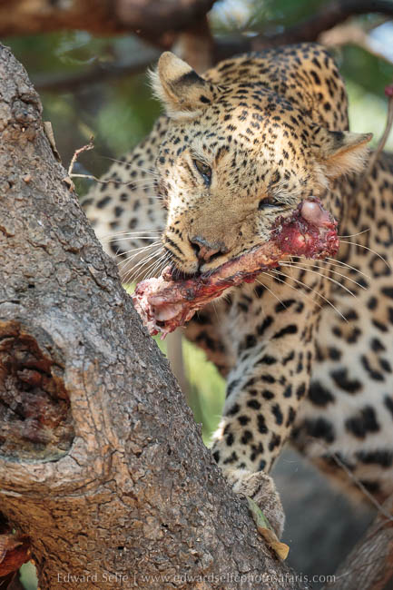 Leopard feeds on photo safari with edward selfe in south luangwa national park.